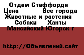 Отдам Стаффорда › Цена ­ 2 000 - Все города Животные и растения » Собаки   . Ханты-Мансийский,Югорск г.